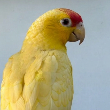 Amazona autumnalis SL ino2 Neornilab