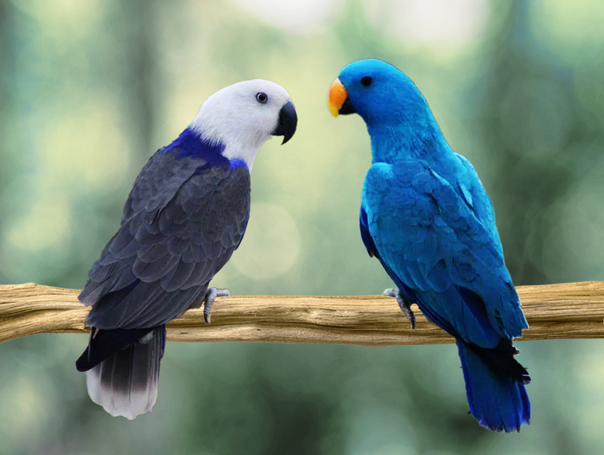Tests de mutation de couleur pour les perroquets