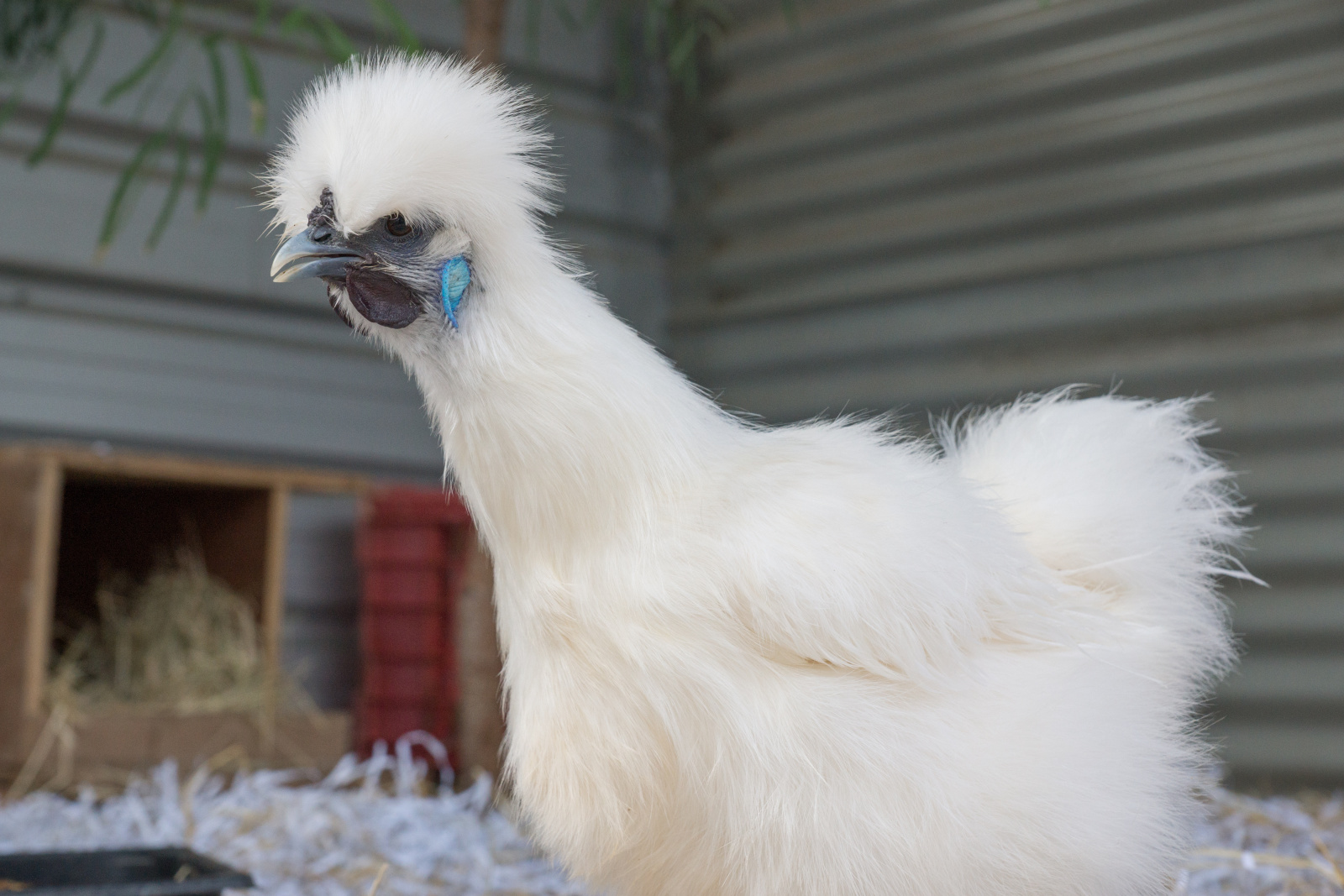 La variole chez les gallinacés