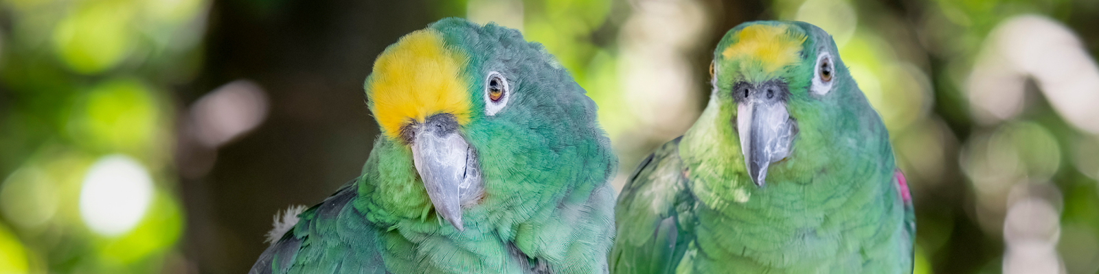 (Amazona ochrocephala) Yellow-crowned amazon