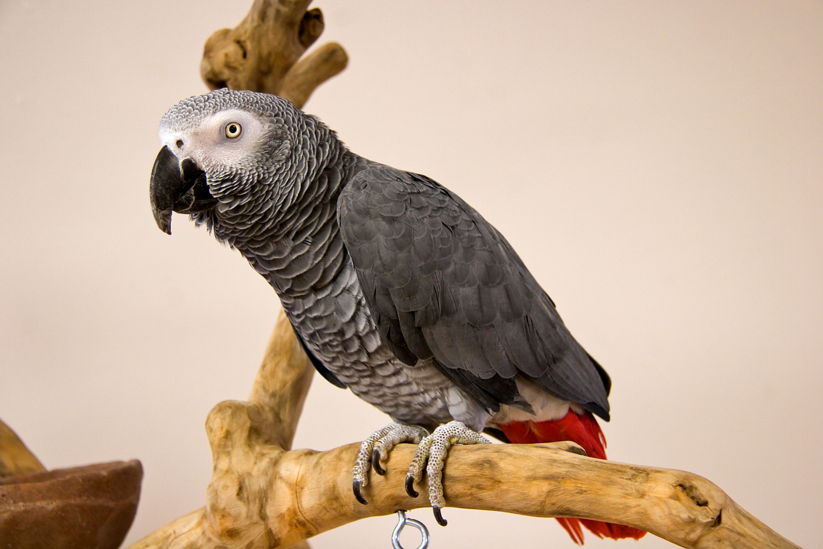 (Psittacus erithacus) Grey parrot