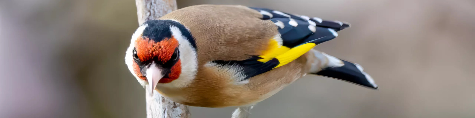 (Carduelis carduelis) Distelvink main image