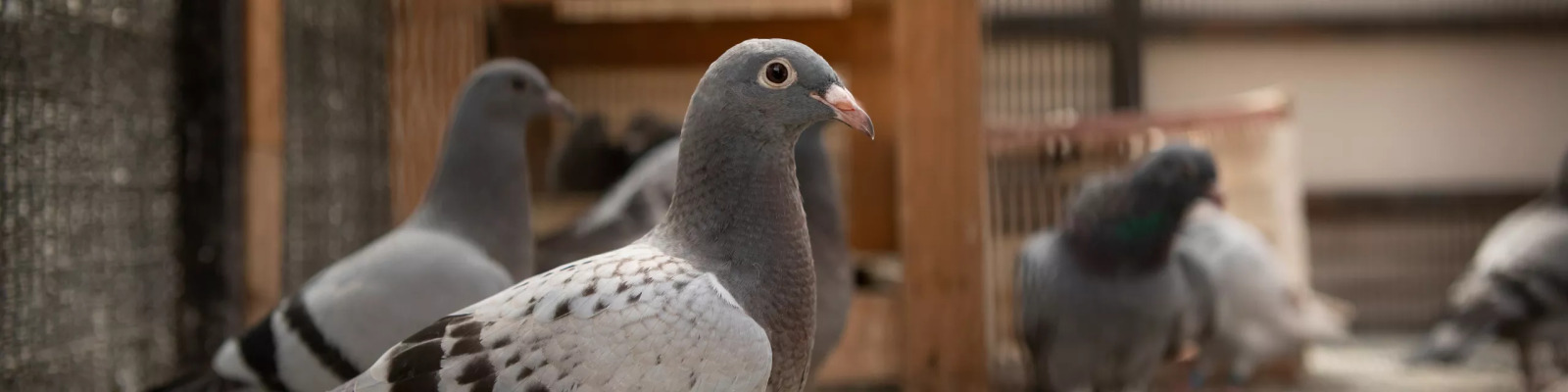 La maladie du jeune pigeon