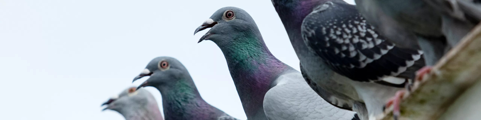 Infections respiratoires chez les pigeons