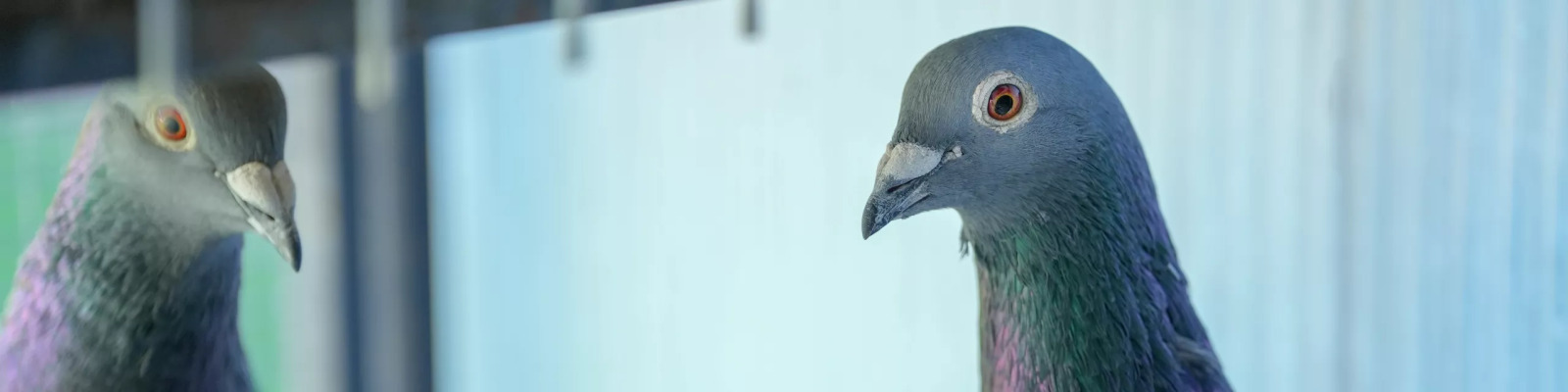 Infections du jabot chez les pigeons