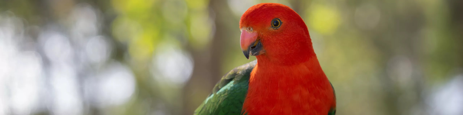 (Alisterus scapularis) Australian king parrot