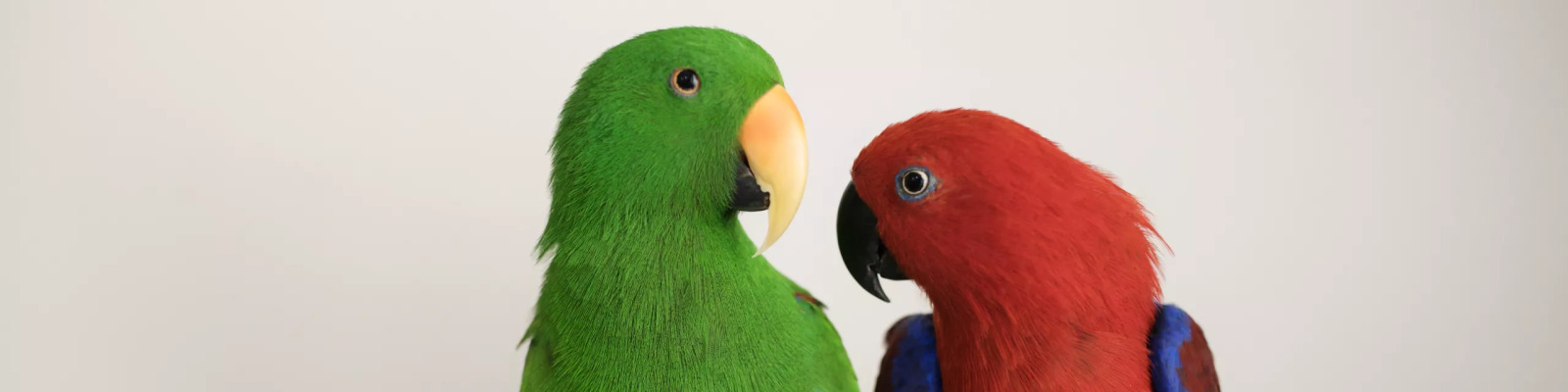 (Eclectus roratus) Eclectus parrot