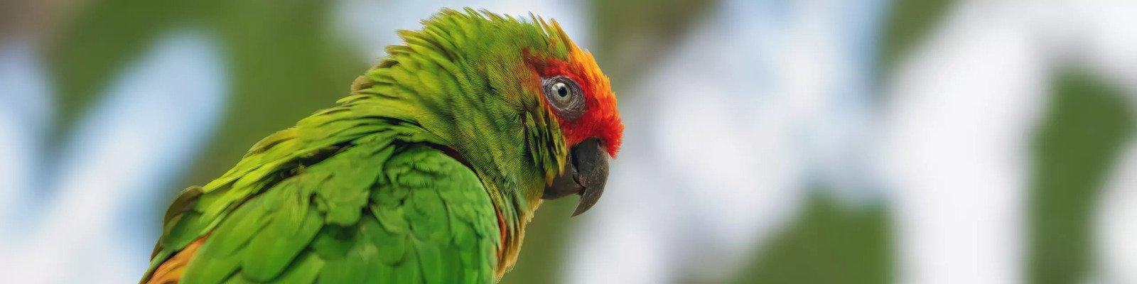 (Aratinga auricapillus) Golden-capped conure