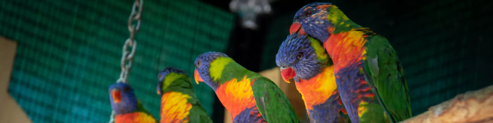(Trichoglossus moluccanus) Rainbow lorikeet