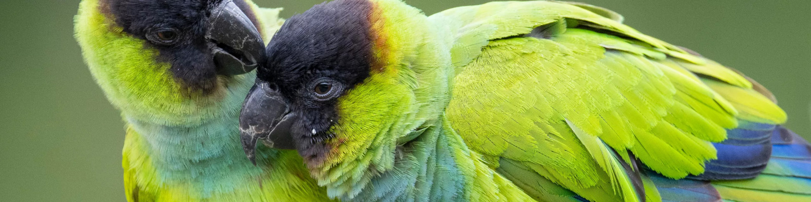 (Aratinga nenday) Nanday conure