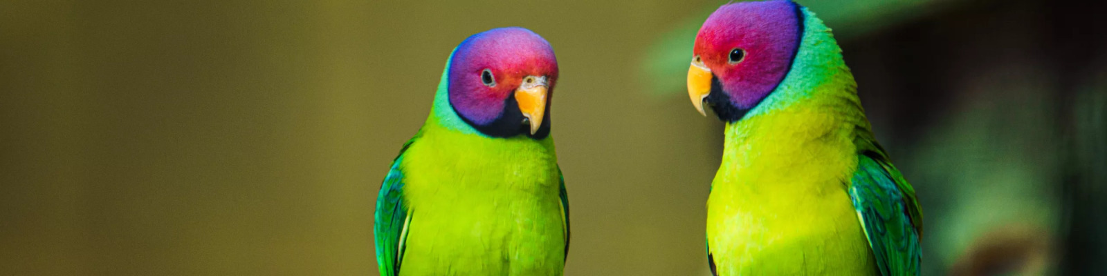 (Psittacula cyanocephala) Plum-headed parakeet