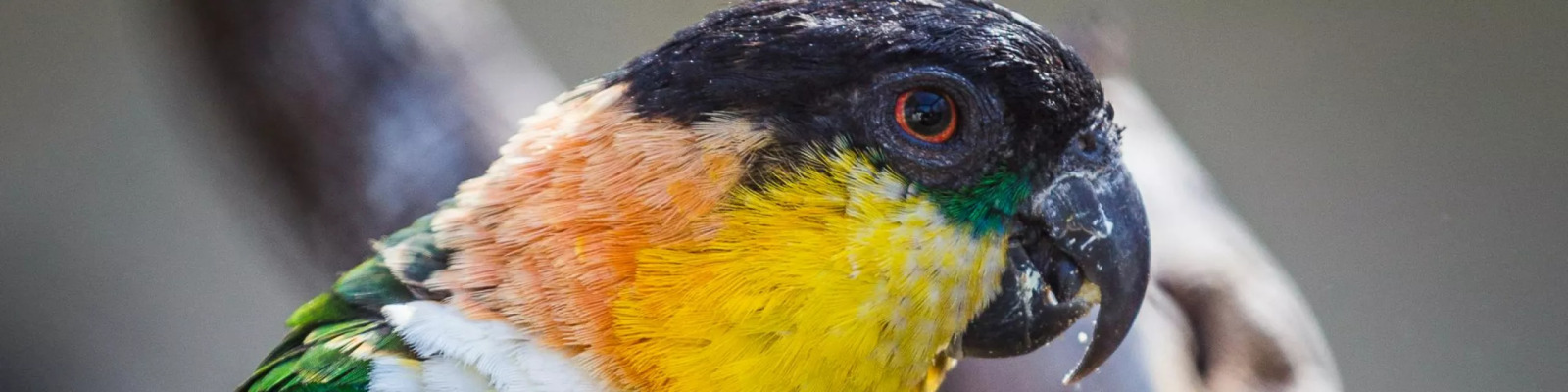 (Pionites melanocephalus) Black-headed caique