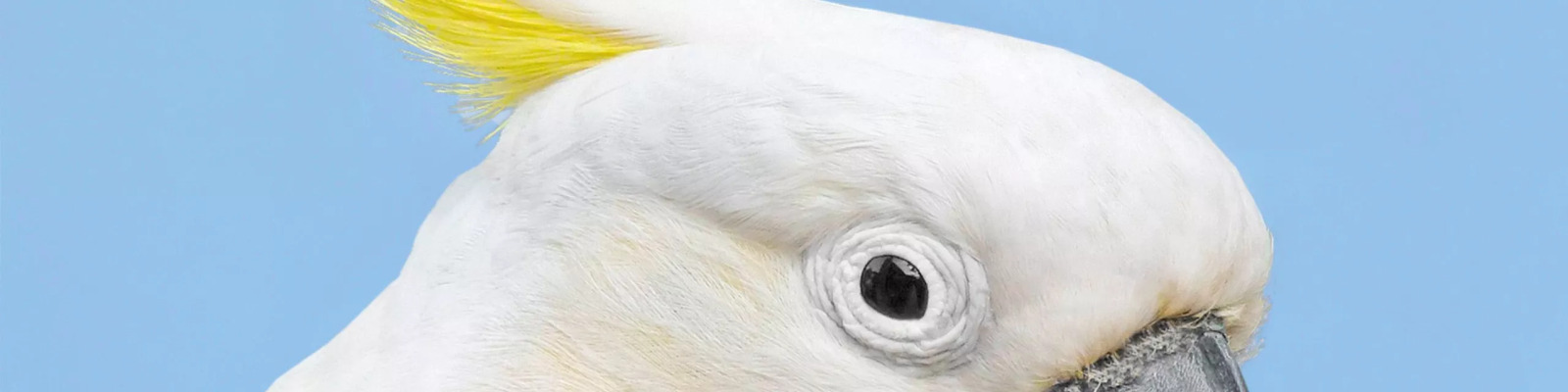 Bornavirus in parrots