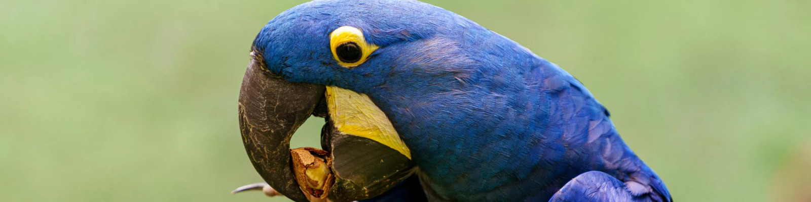 Aspergillosis in parrots