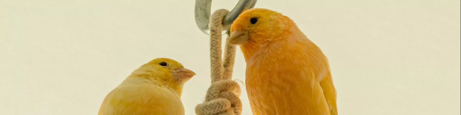 (Serinus canaria) Canary main image