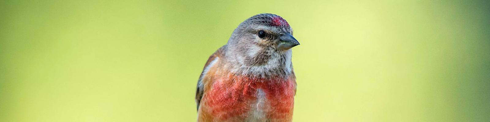 (Linaria cannabina) Common linnet main image