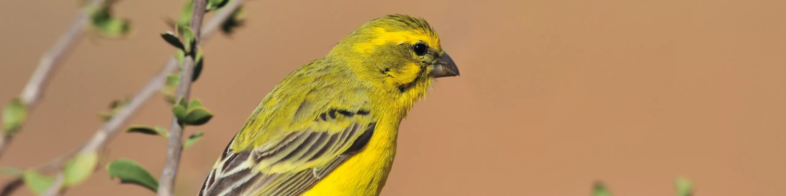 (Spinus spinus) Eurasian siskin main image