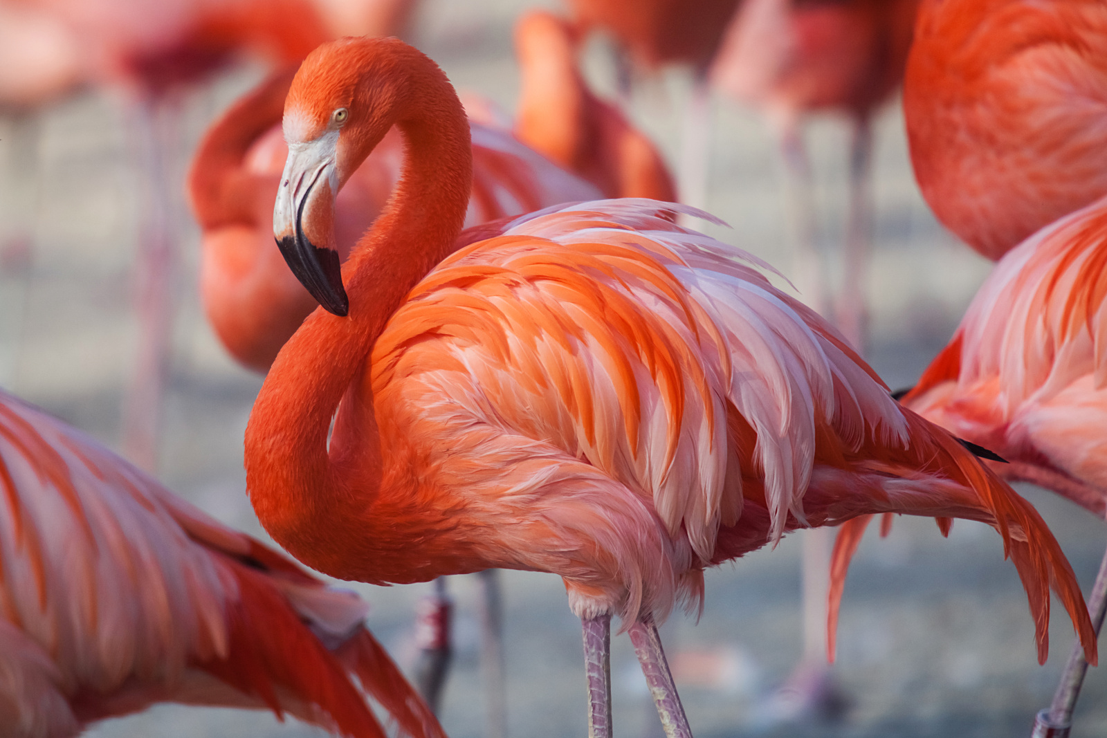 Sexing for park birds main image