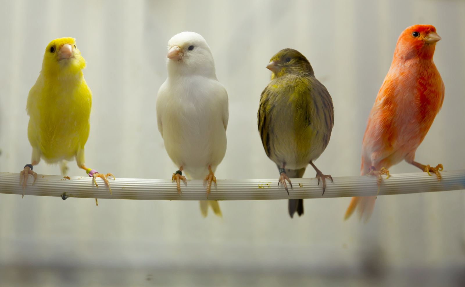 Sexing for songbirds main image