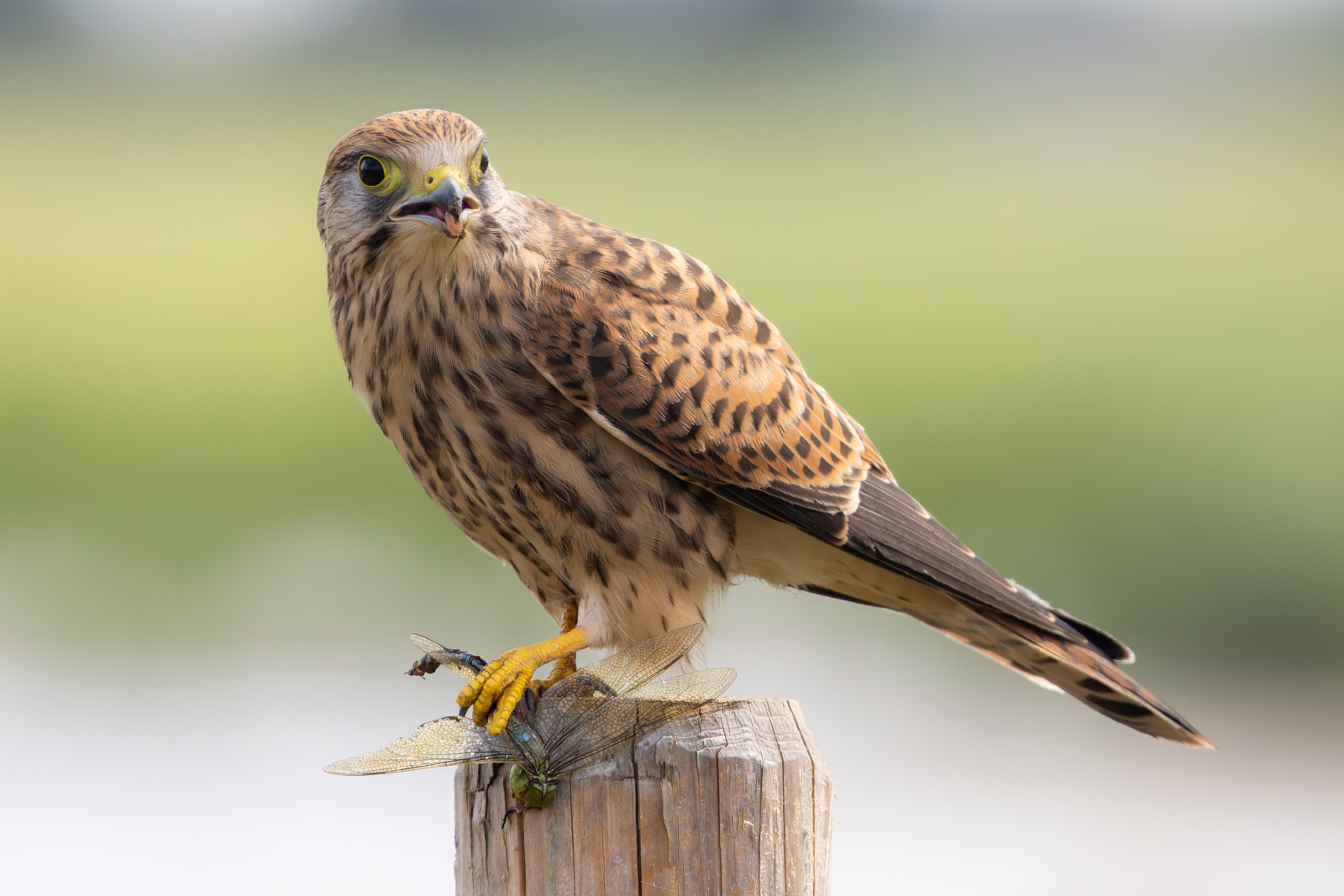 Sexage pour les rapaces