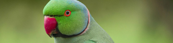 Psittacula eupatria et Psittacula krameri : pureté de l'espèce, hybride ou non ?